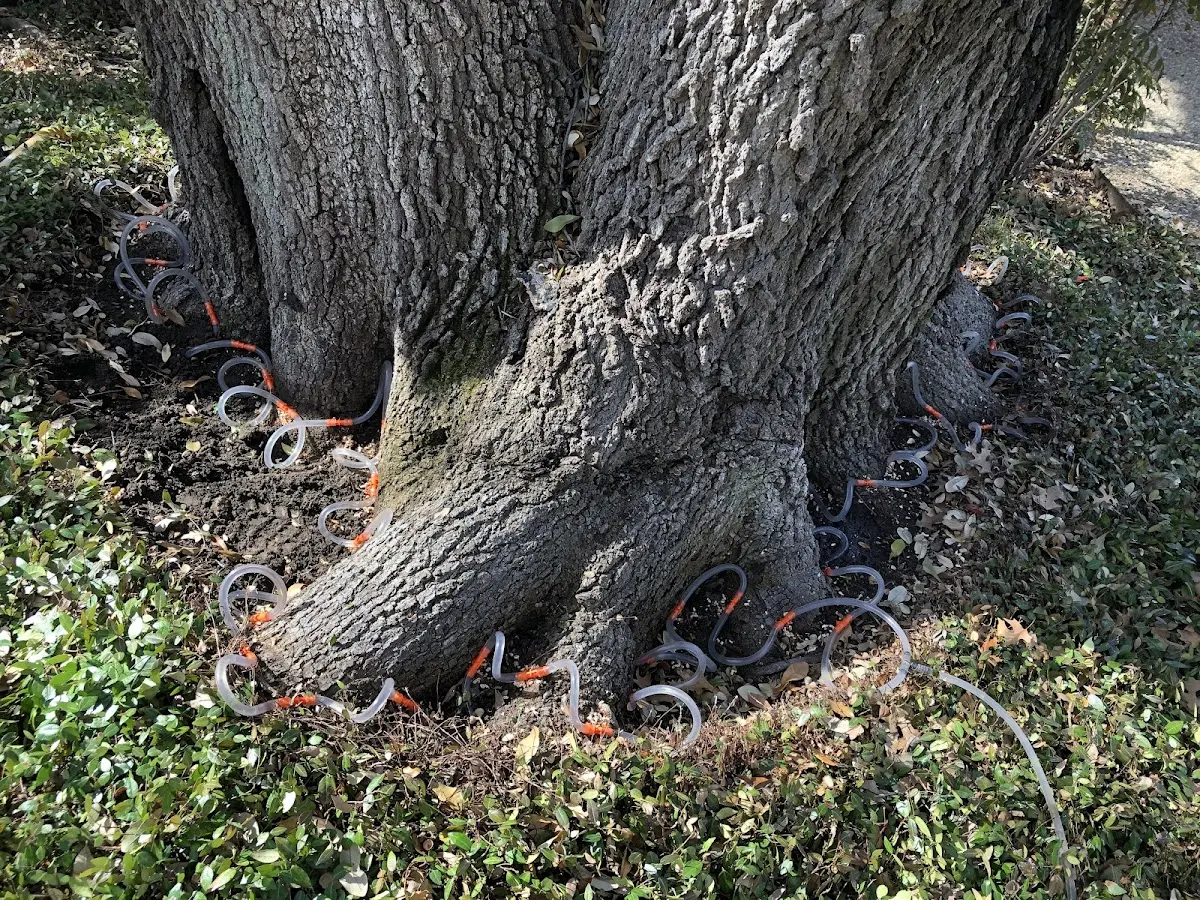 Detailed Tree Cabling and Bracing job site in Nevada City