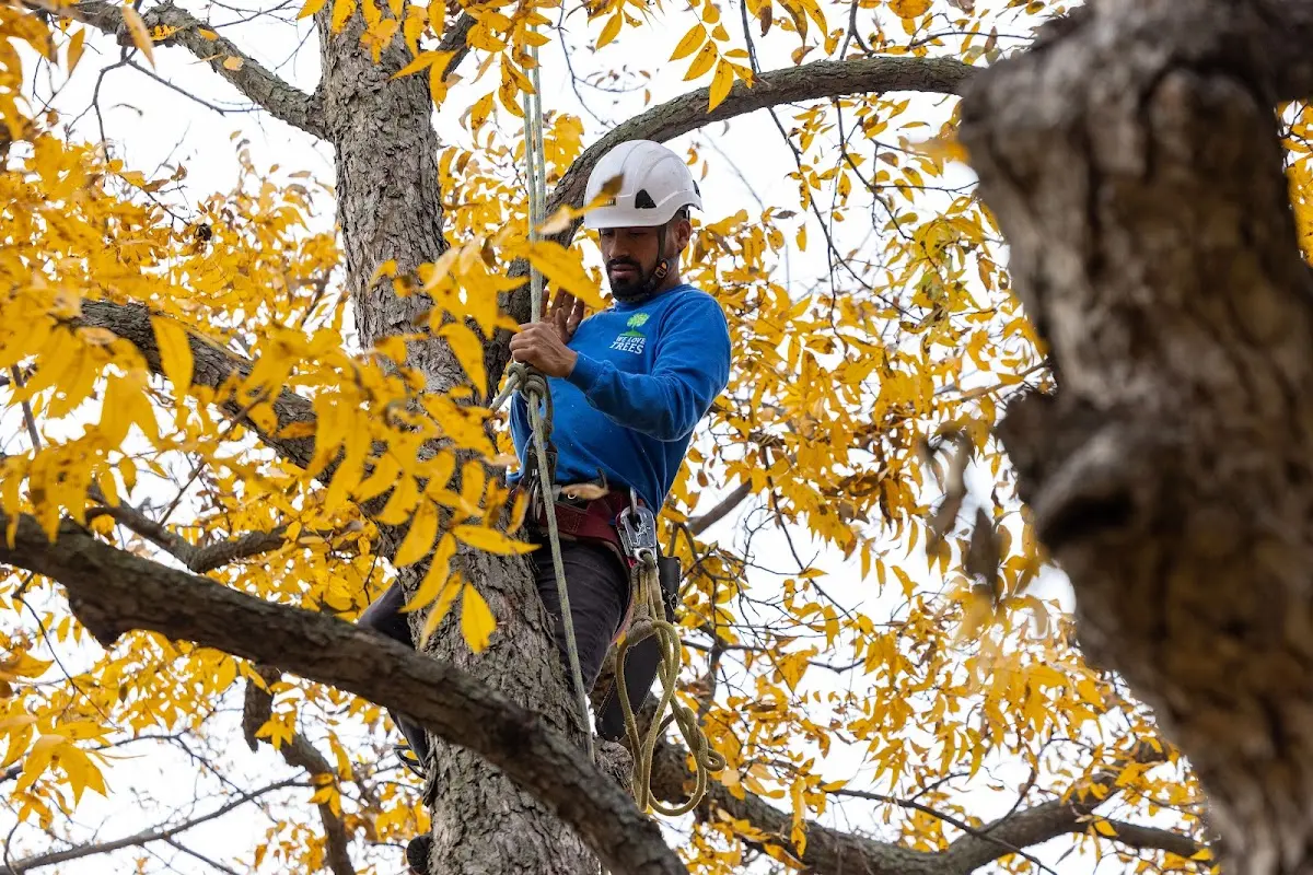 Skilled Tree Trimming crew working in Nevada City