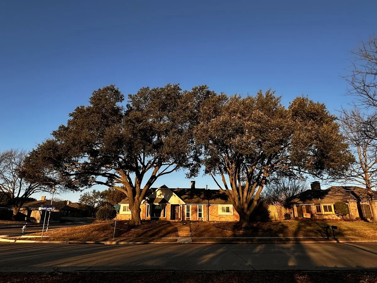 Established residential canopy tree shading a home in Nevada City